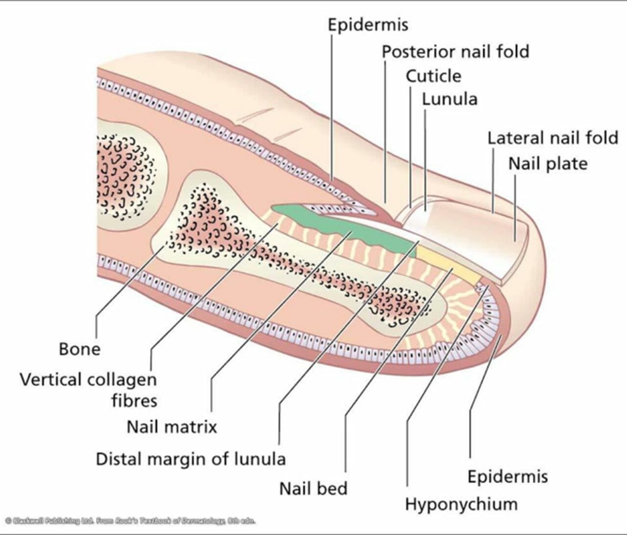onychomycosis treatment
