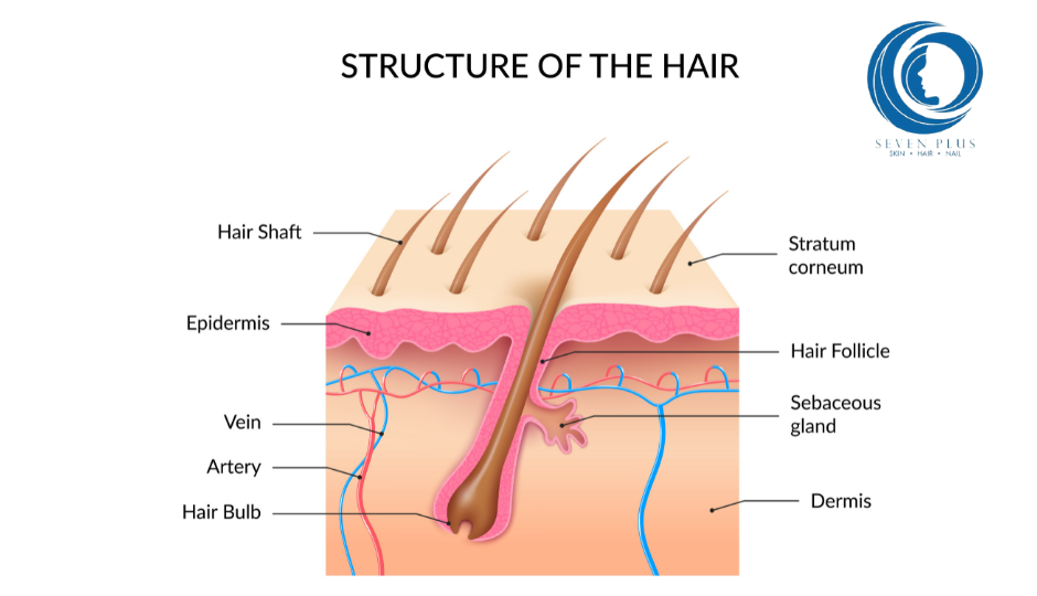 structure of the hair
