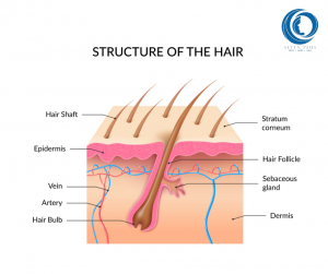 structure of the hair